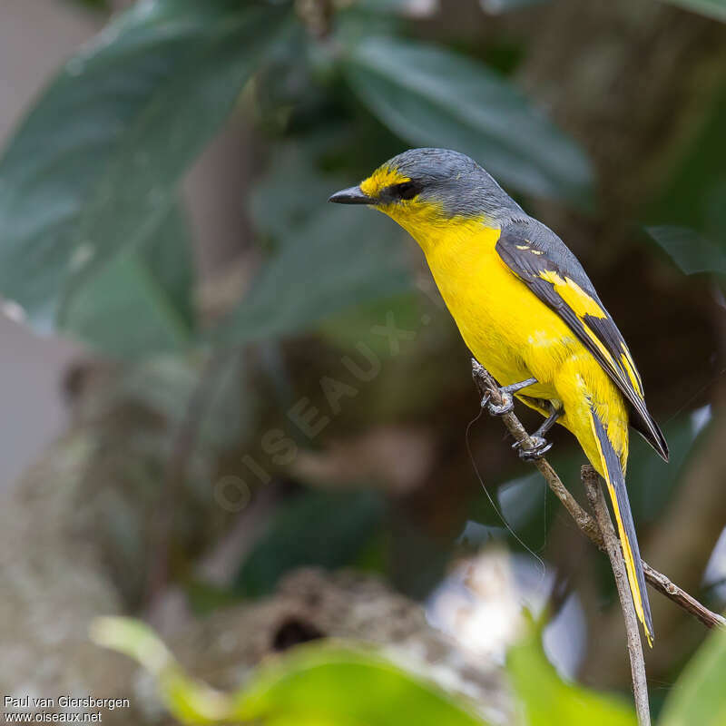 Orange Minivet female adult, identification