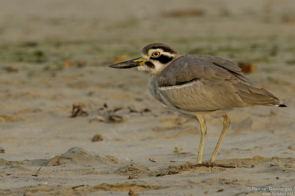 Grand Oedicnèmeadulte