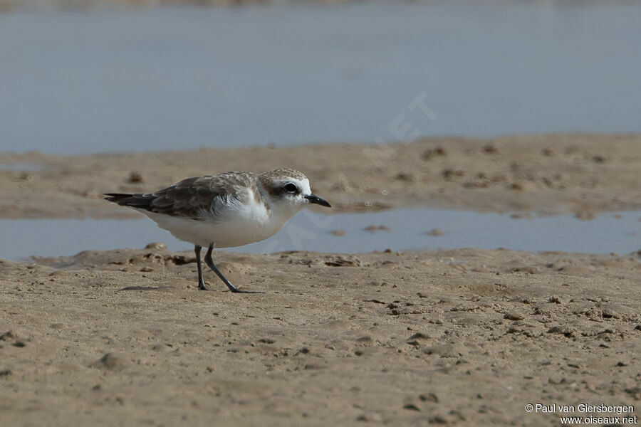 Kentish Plover