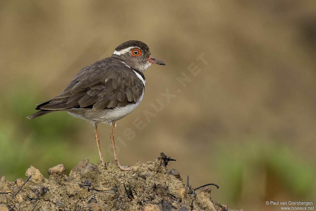 Forbes's Plover