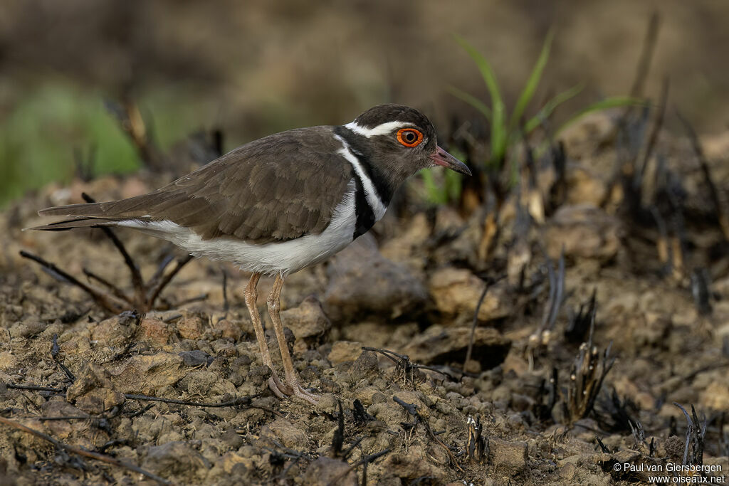 Forbes's Plover