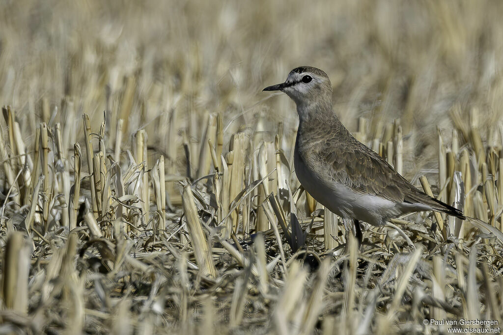Mountain Ploveradult