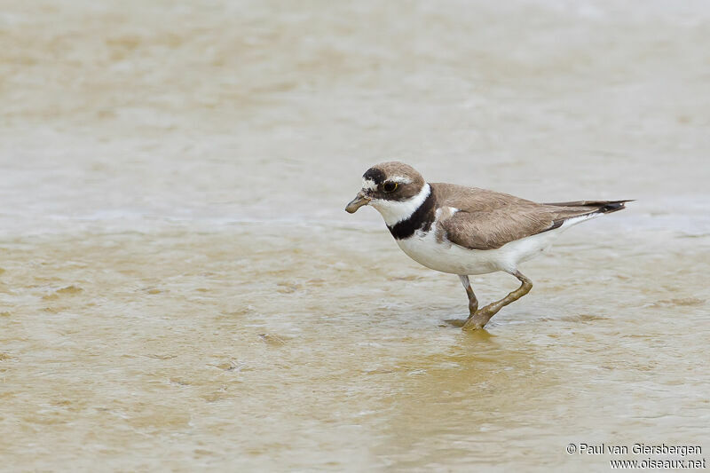 Semipalmated Plover