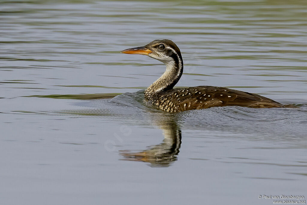 African Finfoot female adult