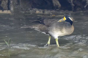 Grébifoulque d'Asie