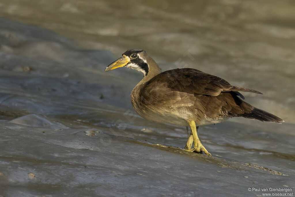 Grébifoulque d'Asie femelle adulte