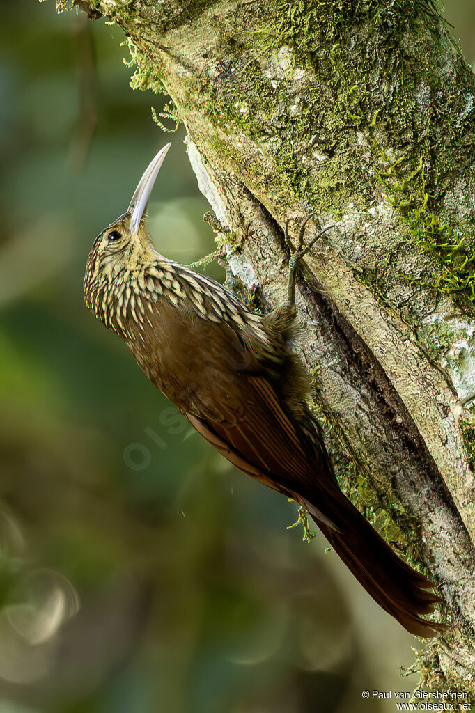 Grimpar mouchetéadulte