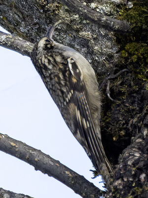 Grimpereau de l'Himalaya
