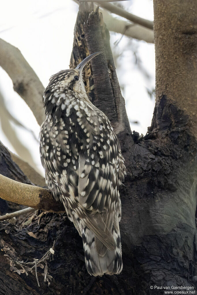 Grimpereau tacheté - Salpornis tacheté<br />adulte