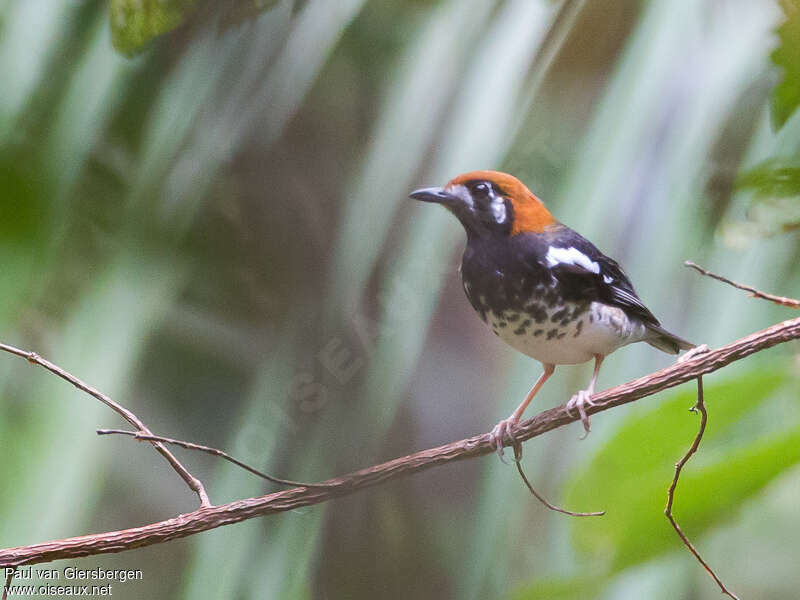 Grive de Kuhladulte, identification