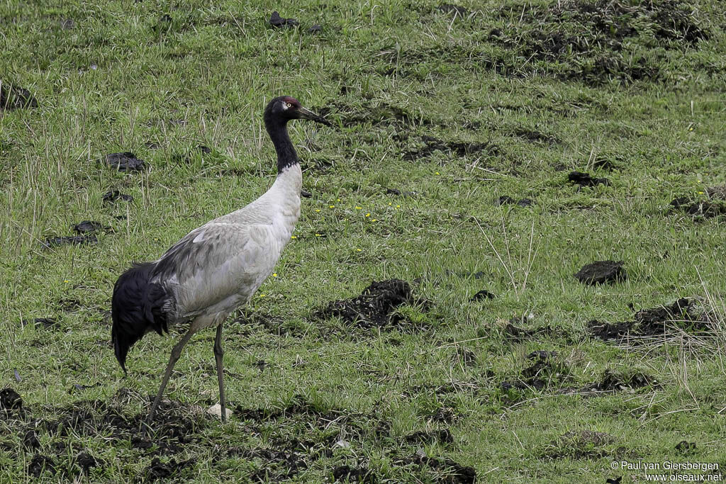 Grue à cou noir