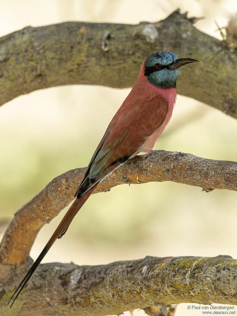 Guêpier écarlateadulte