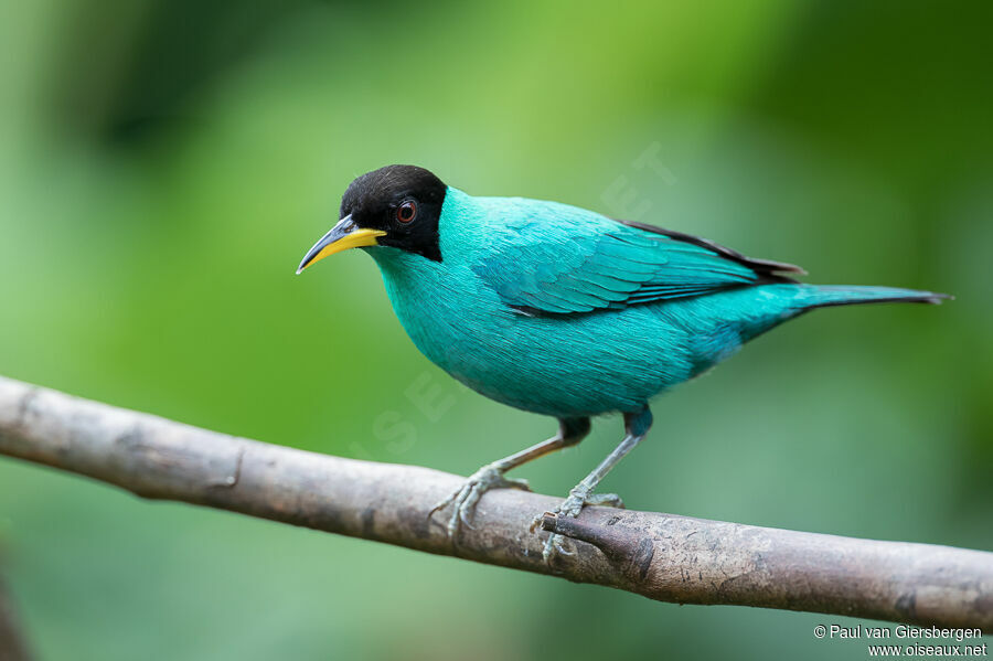 Green Honeycreeper male adult