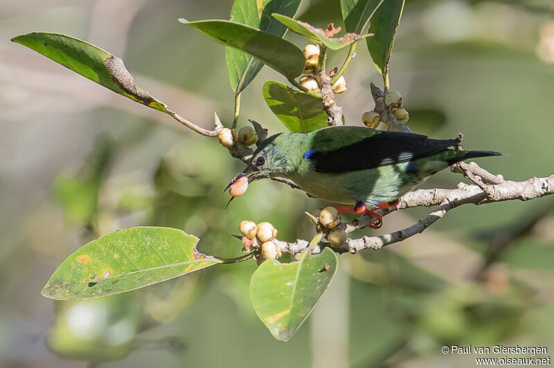 Red-legged Honeycreeper