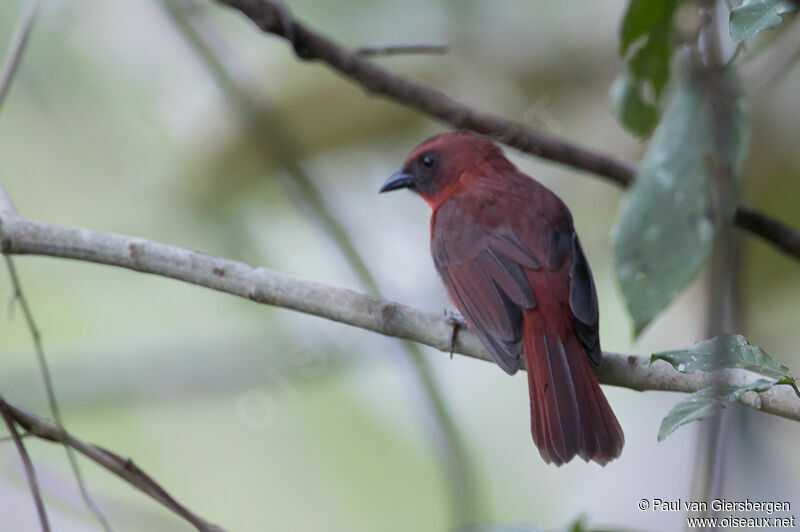 Red-throated Ant Tanager