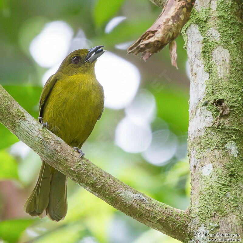 Carmiol's Tanager