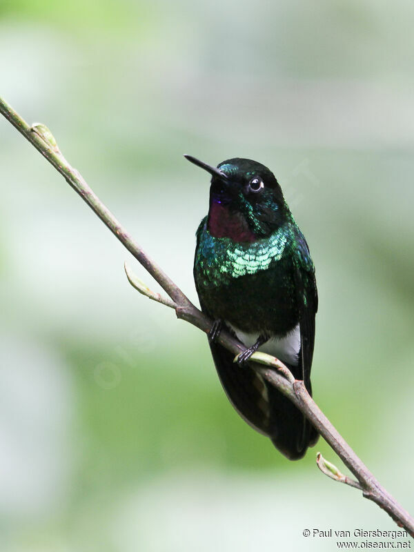 Héliange tourmaline