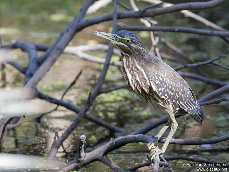 Little Heron