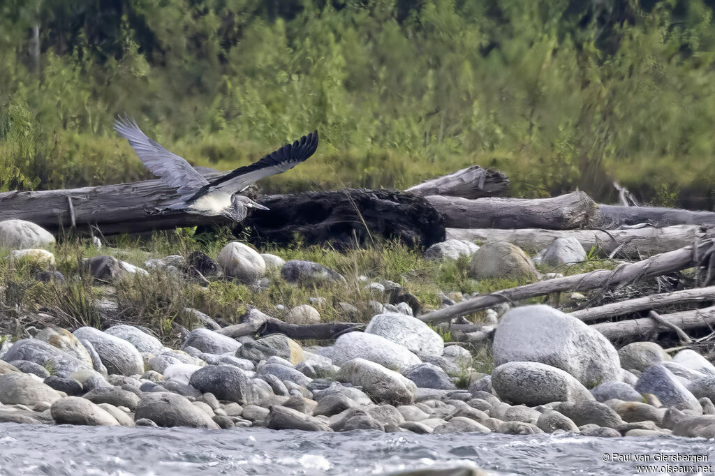 Héron impérialadulte