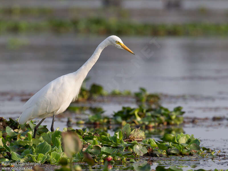 Medium Egretadult, fishing/hunting