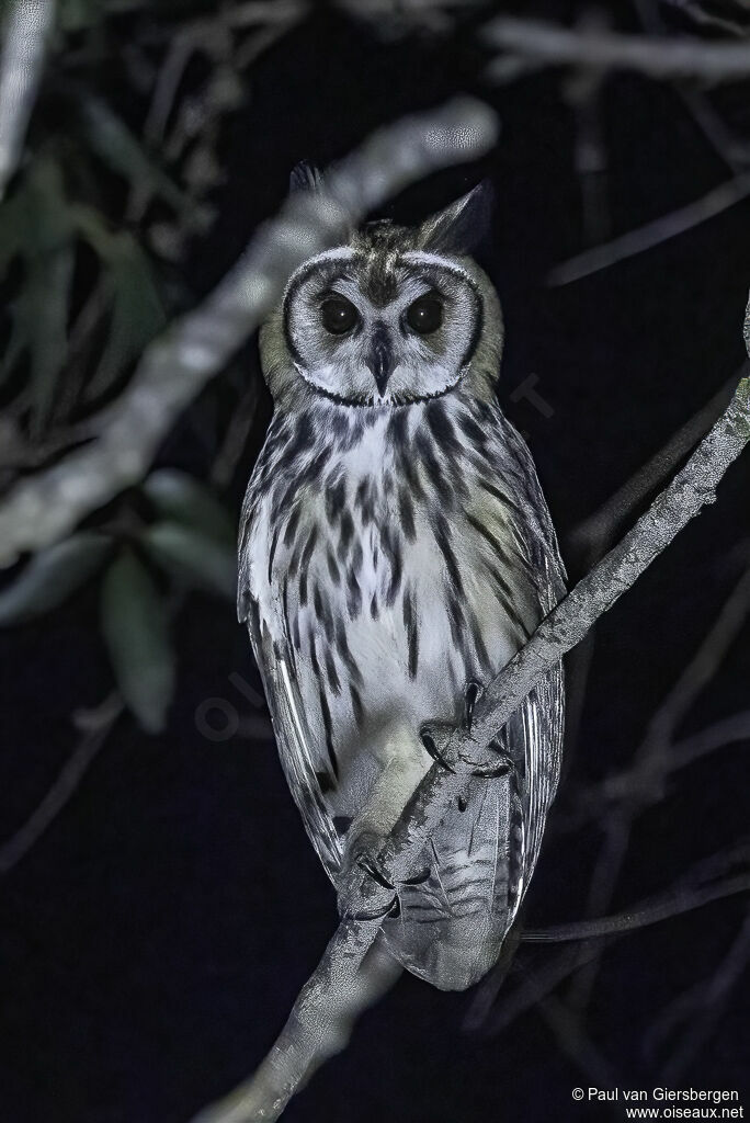 Hibou striéadulte