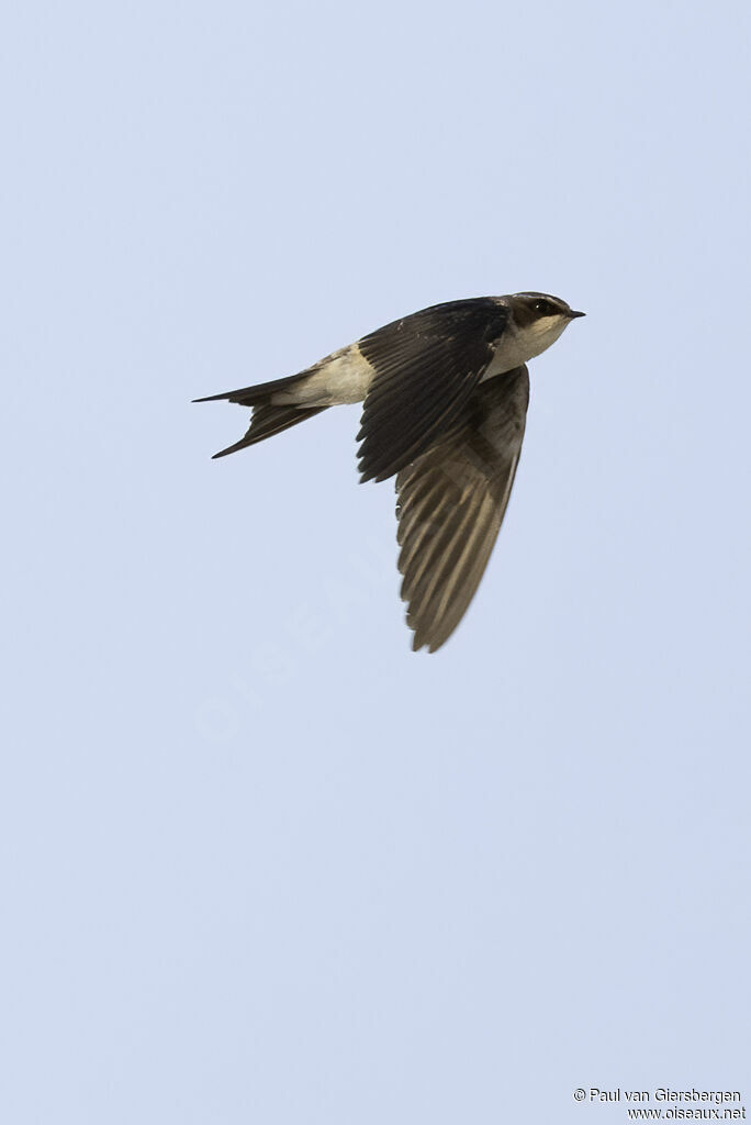 Hirondelle à croupion grisadulte