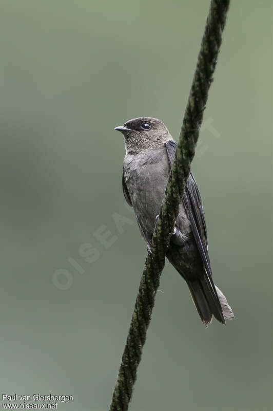 White-thighed Swallowadult, identification