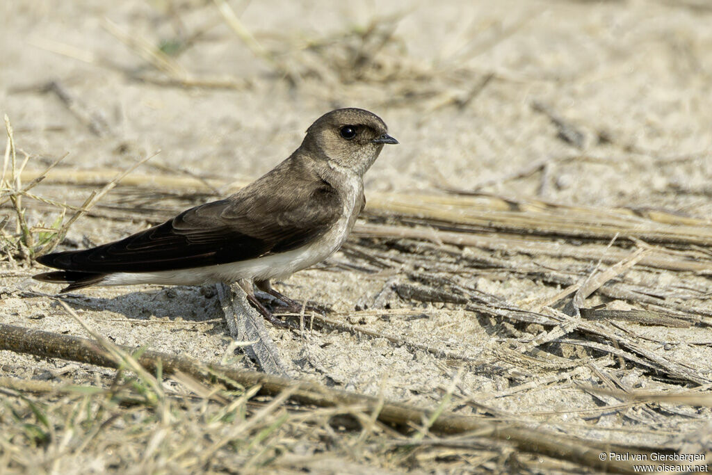 Hirondelle à gorge griseadulte