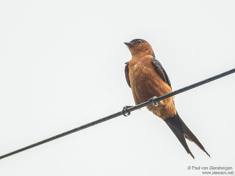 Hirondelle baieadulte