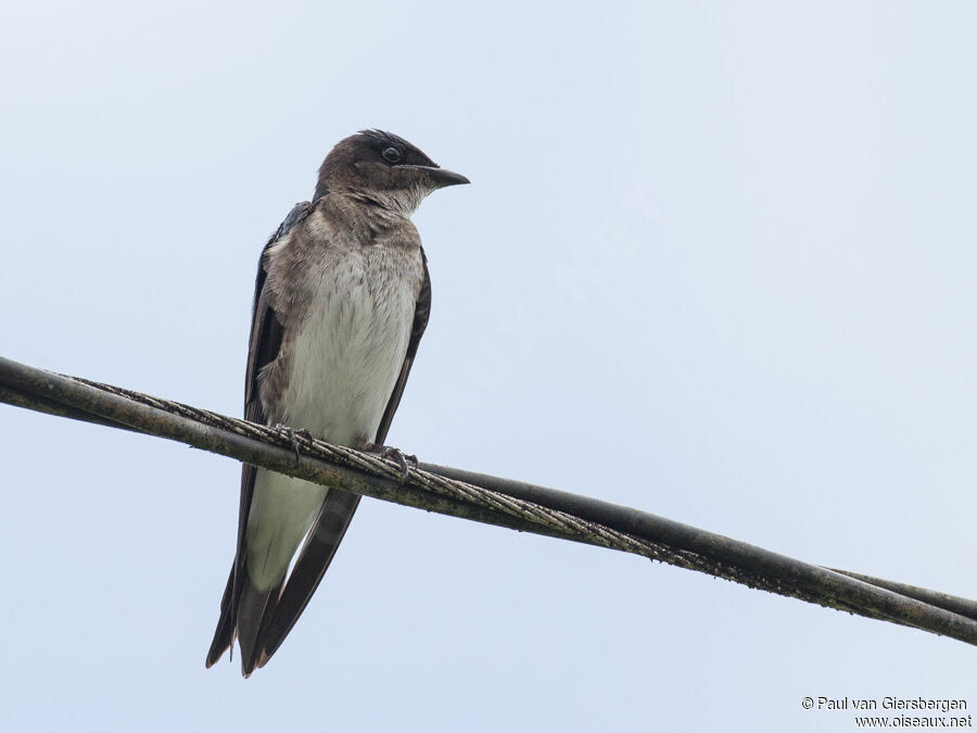 Hirondelle chalybéeadulte