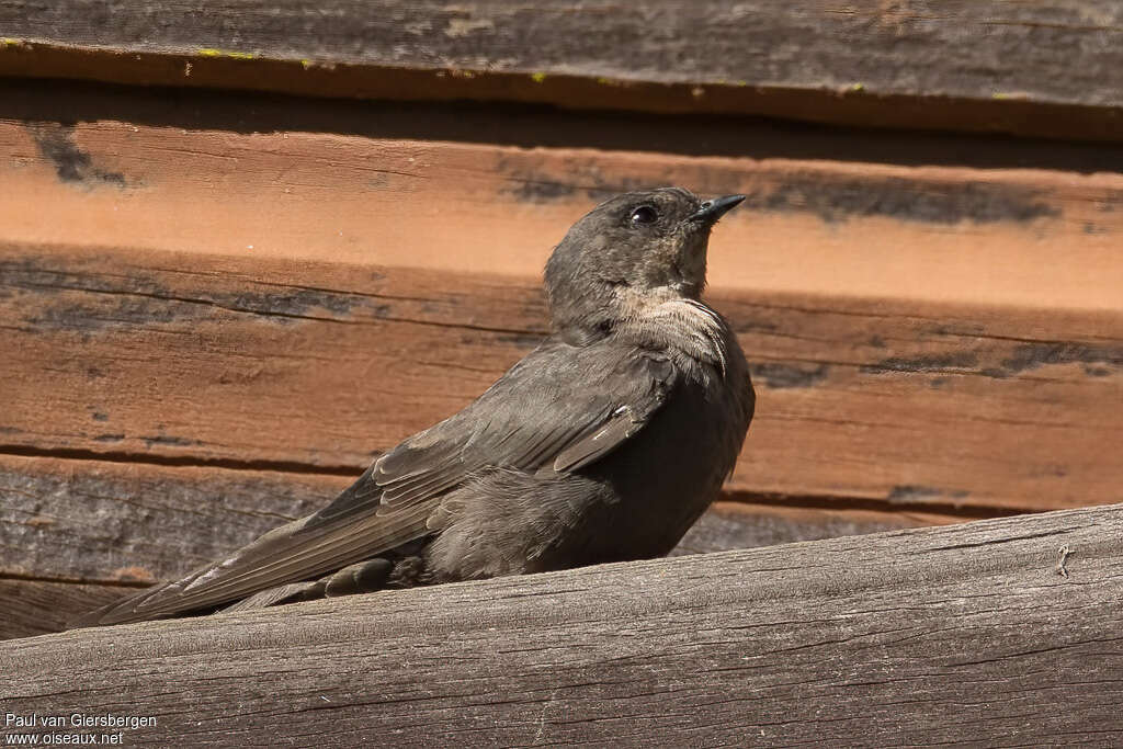 Hirondelle de Fischer