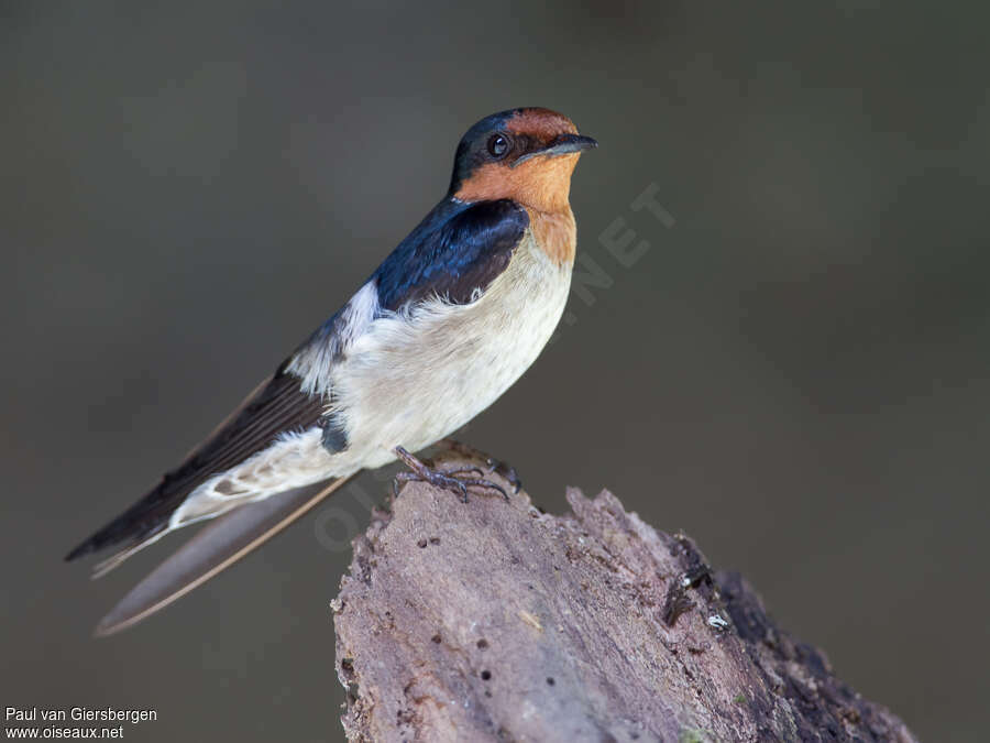 Hirondelle de Javaadulte