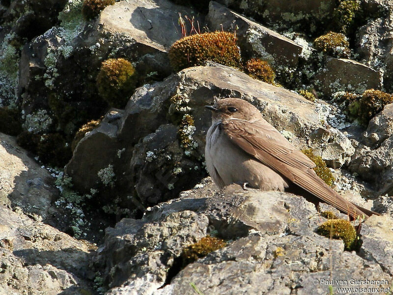 Eurasian Crag Martin