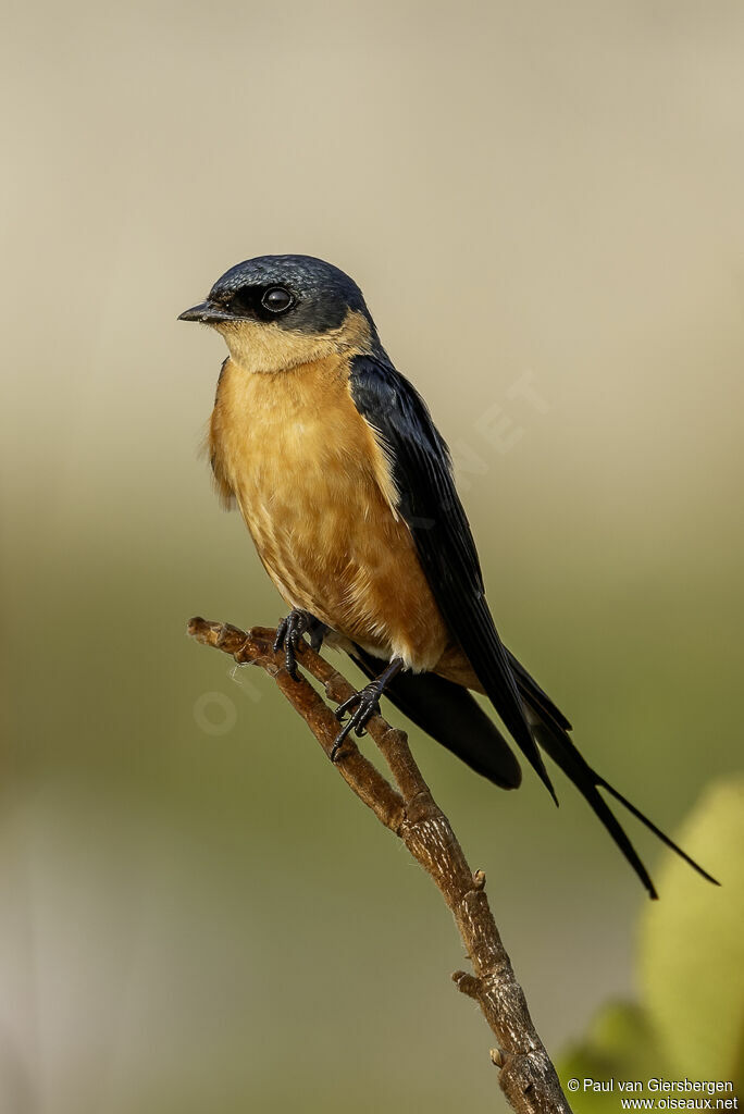 Hirondelle de Rüppelladulte