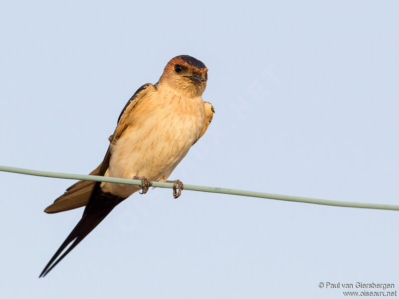 Hirondelle de Rüppelladulte