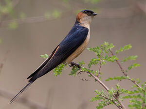 Hirondelle de Rüppell