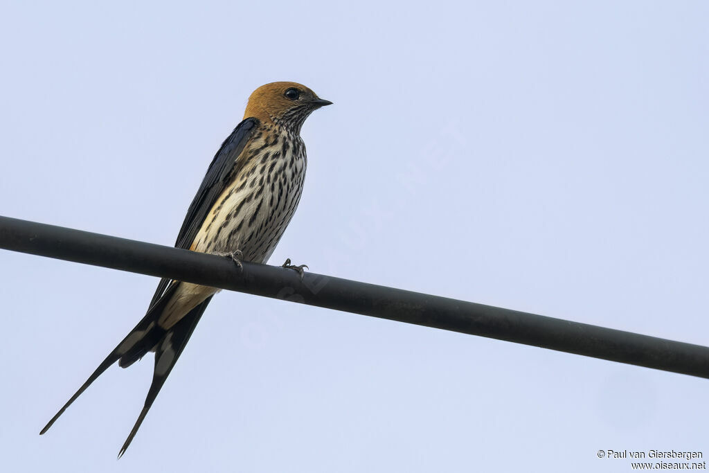 Lesser Striped Swallow