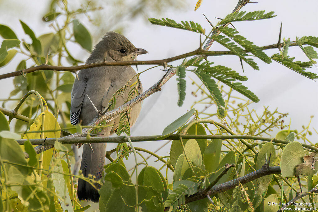 Hypocolius gris femelle adulte