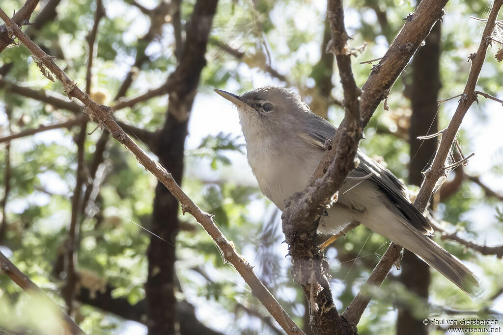 Hypolaïs pâleadulte