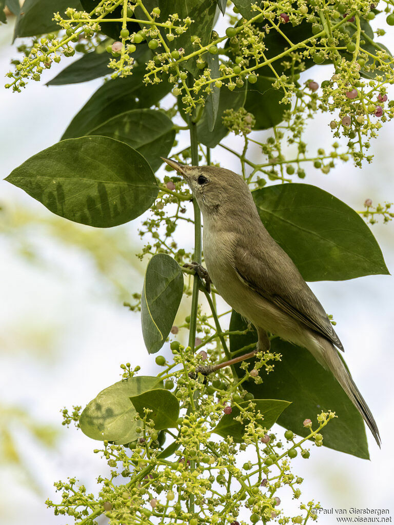 Hypolaïs ramaadulte