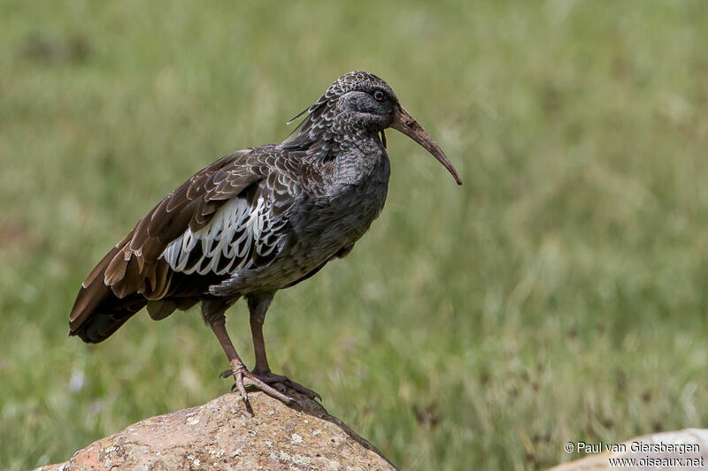 Ibis caronculé