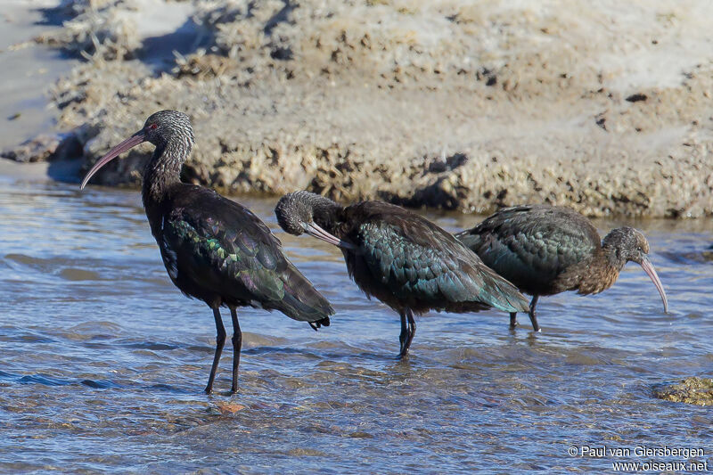 Ibis de Ridgway