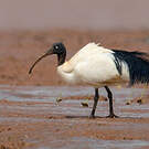 Ibis malgache