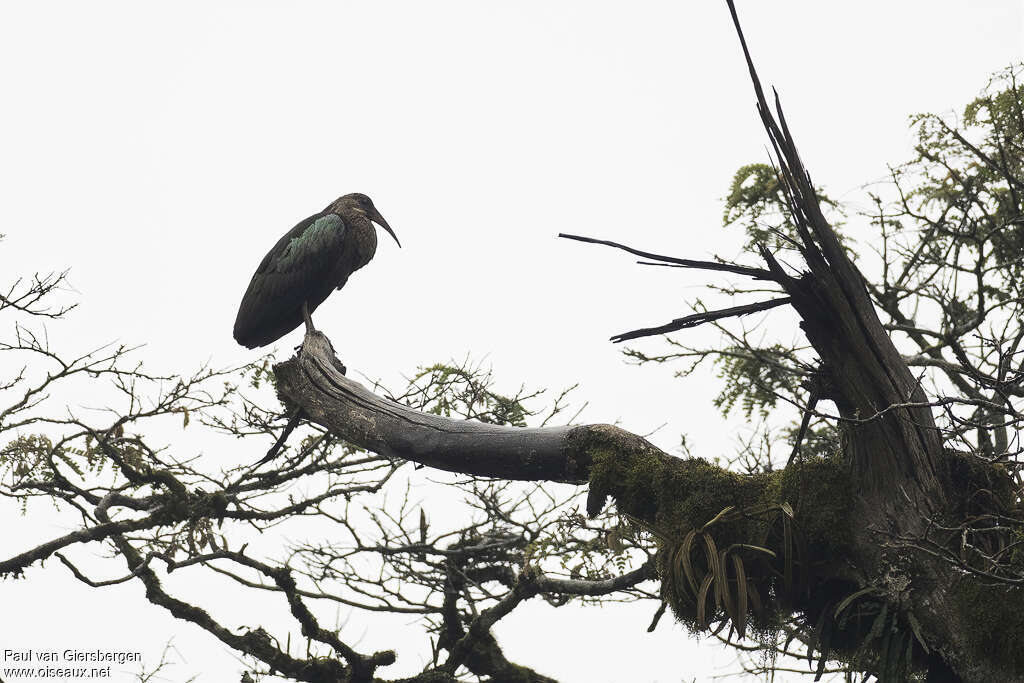 Ibis oliveadulte
