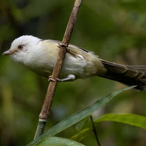 Actinodure à tête blanche