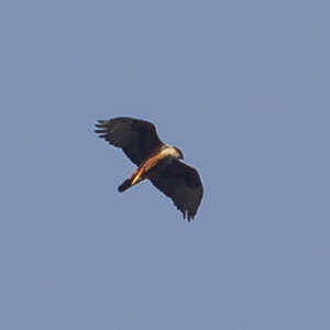 Aigle à ventre roux