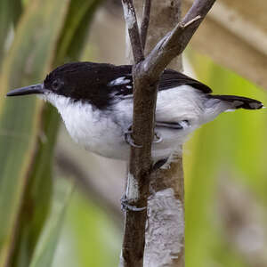 Alapi noir et blanc