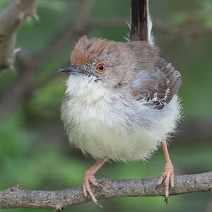 Apalis à front roux