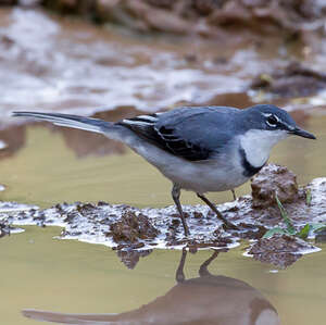 Bergeronnette à longue queue