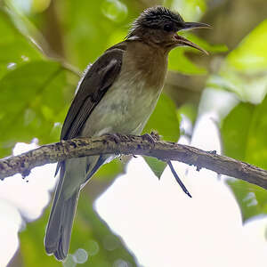 Bulbul à gorge rousse